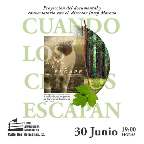 Cuando los cerdos escapan