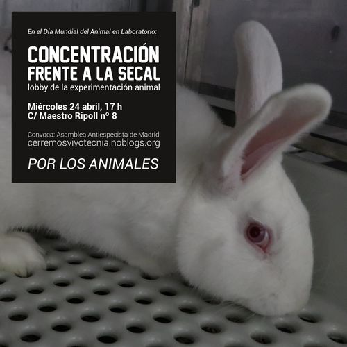 La imagen muestra un conejo blanco usado en experimentación animal que mira de perfil fijo a la cámara con su ojo marrón.
En la parte superior izquierda hay un recuadro de color negro con el siguiente texto en letras mayúsculas y minúsculas en color blanco:
En el día Mundial del Animal en Laboratorio
CONCENTRACIÓN FRENTE A LA SECAL
lobby de la experimentación animal 
Miércoles 24 de abril, 17h
C/Maestro Ripoll nº8
Convoca Asamblea Antiespecista de Madrid
https://cerremosvivotecnia.noblogs.org/
POR LOS ANIMALES